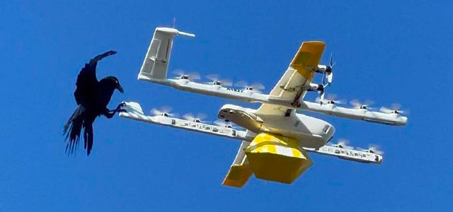 Google suspend la livraison par drone suite à des attaques de corbeaux