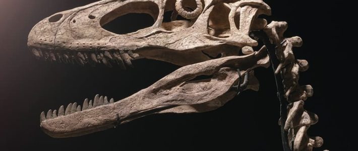 Le fossile de dinosaure qui a inspiré Jurassic Park vendu 12 millions d’euros